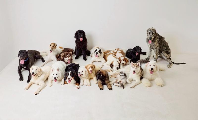 犬席屋のアルバイト・バイト求人情報-02