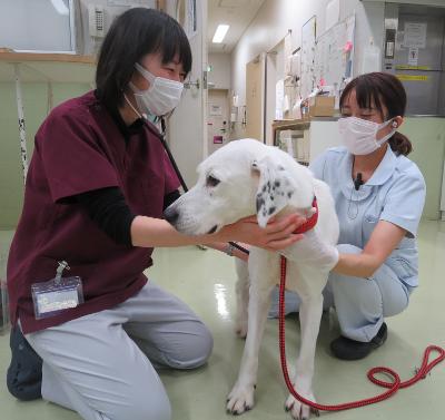 動物看護師の求人 神奈川県 相模原市 中央区 Indeed インディード